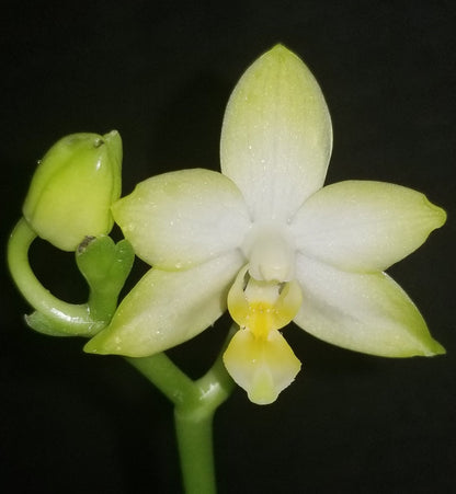 Phal Yuan Shan Sweet Girl - Dr. Bill's Orchids, LLC