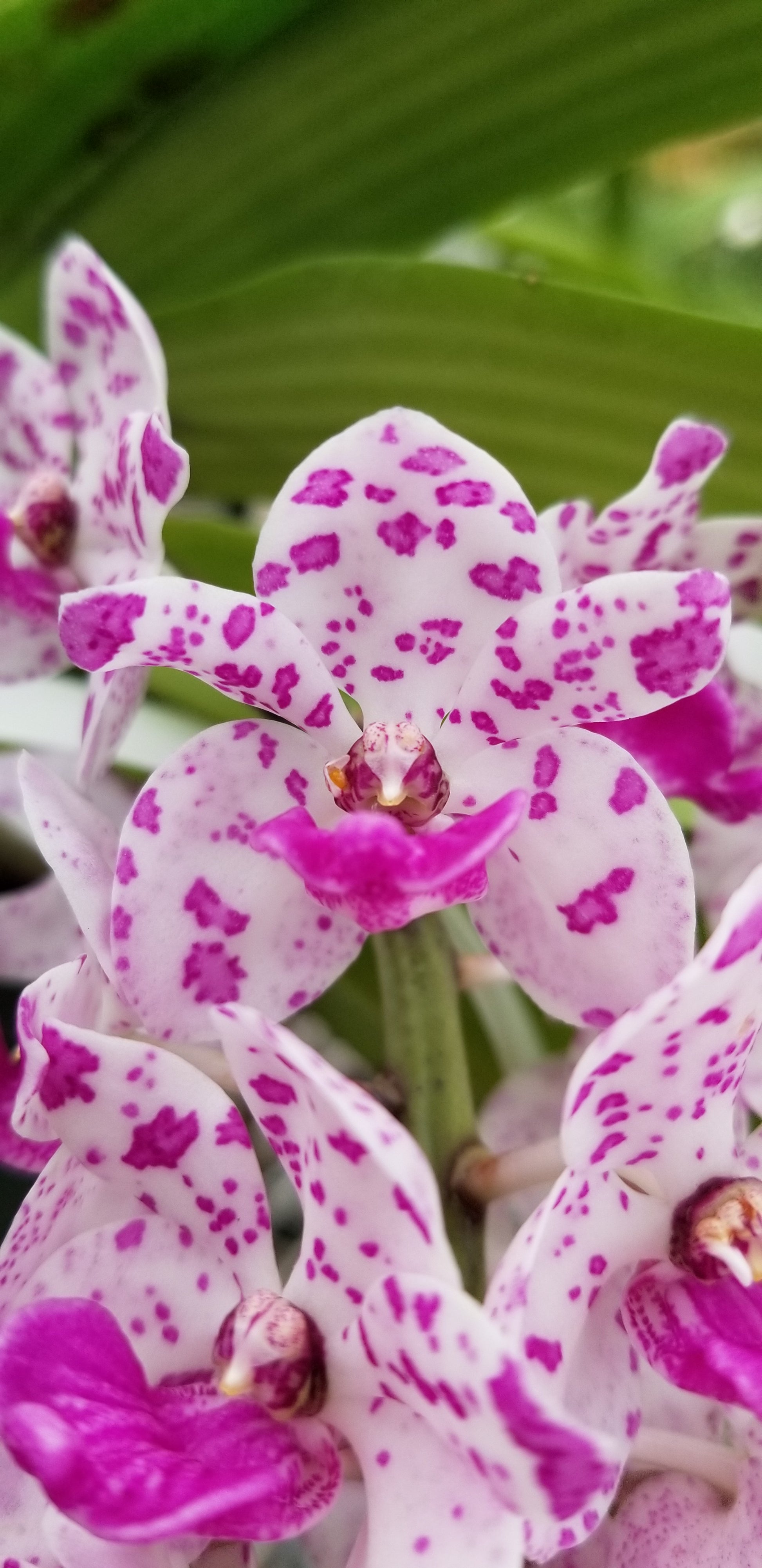 Rhynchostylis gigantea SPOTTED - Dr. Bill's Orchids, LLC