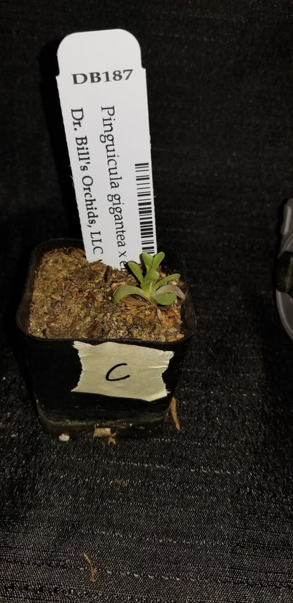 Pinguicula (gigantea x ehlersiae) - Dr. Bill's Orchids, LLC