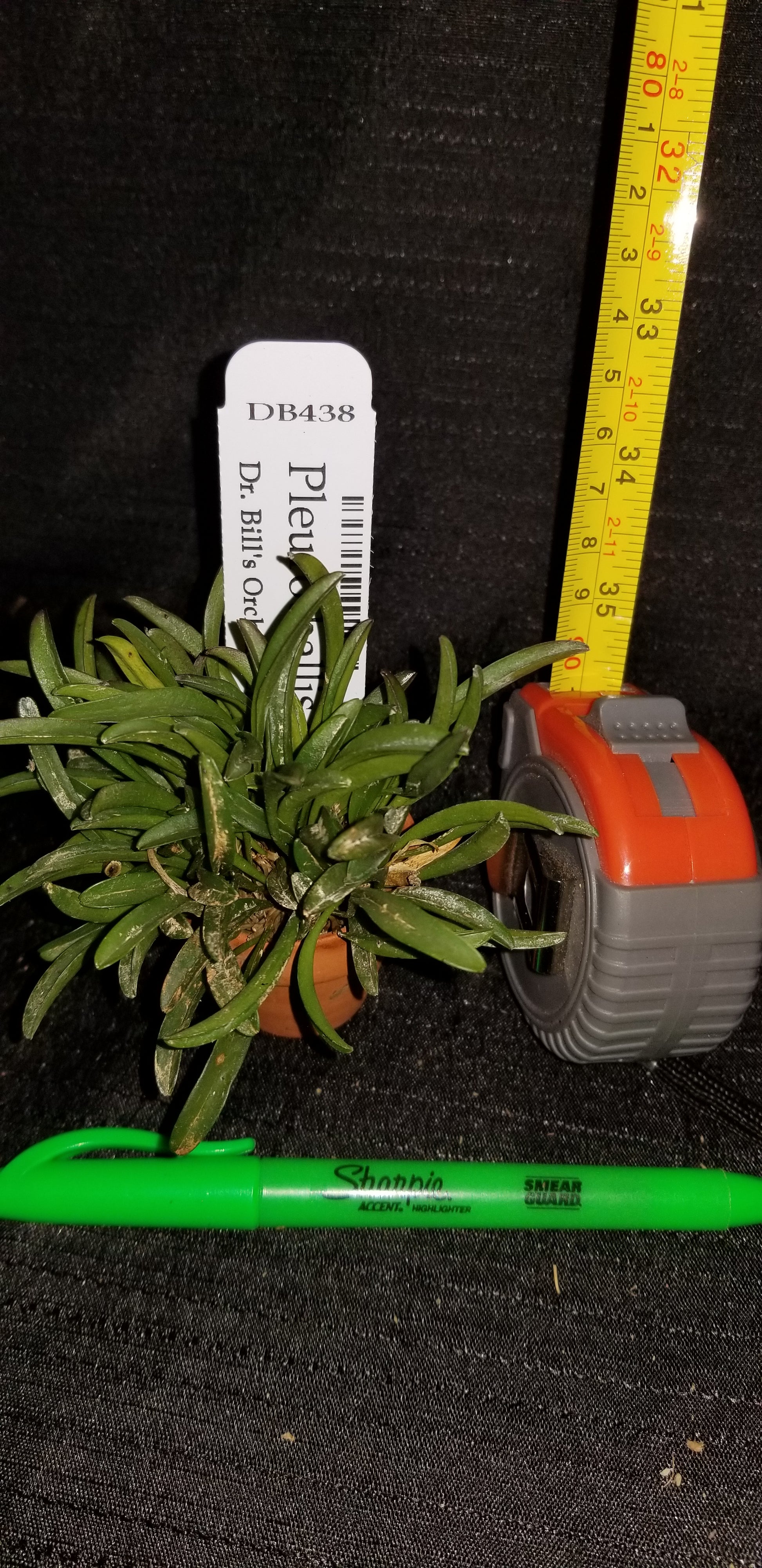Pleurothallis grobyi - Dr. Bill's Orchids, LLC