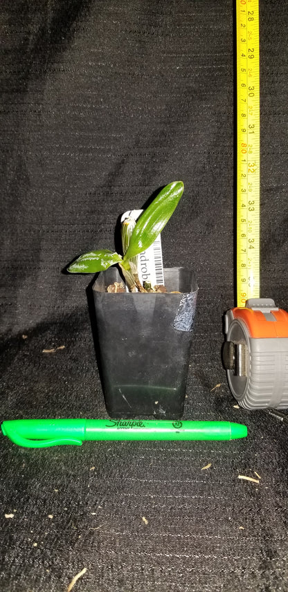 Dendrobium guibertii - Dr. Bill's Orchids, LLC