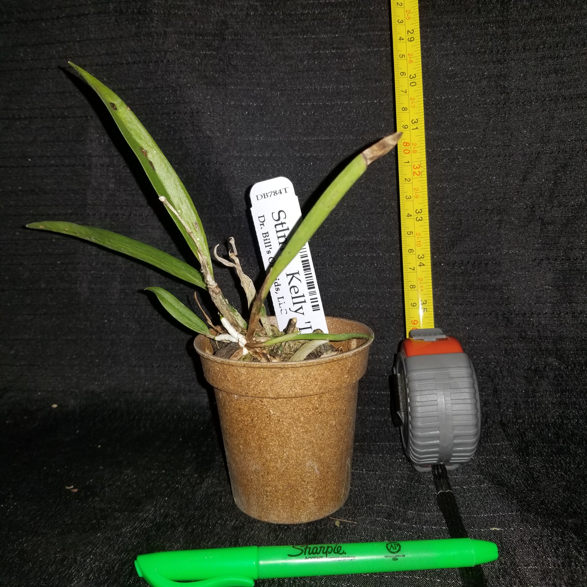 Stlma. Kelly 'Lea' - Dr. Bill's Orchids, LLC