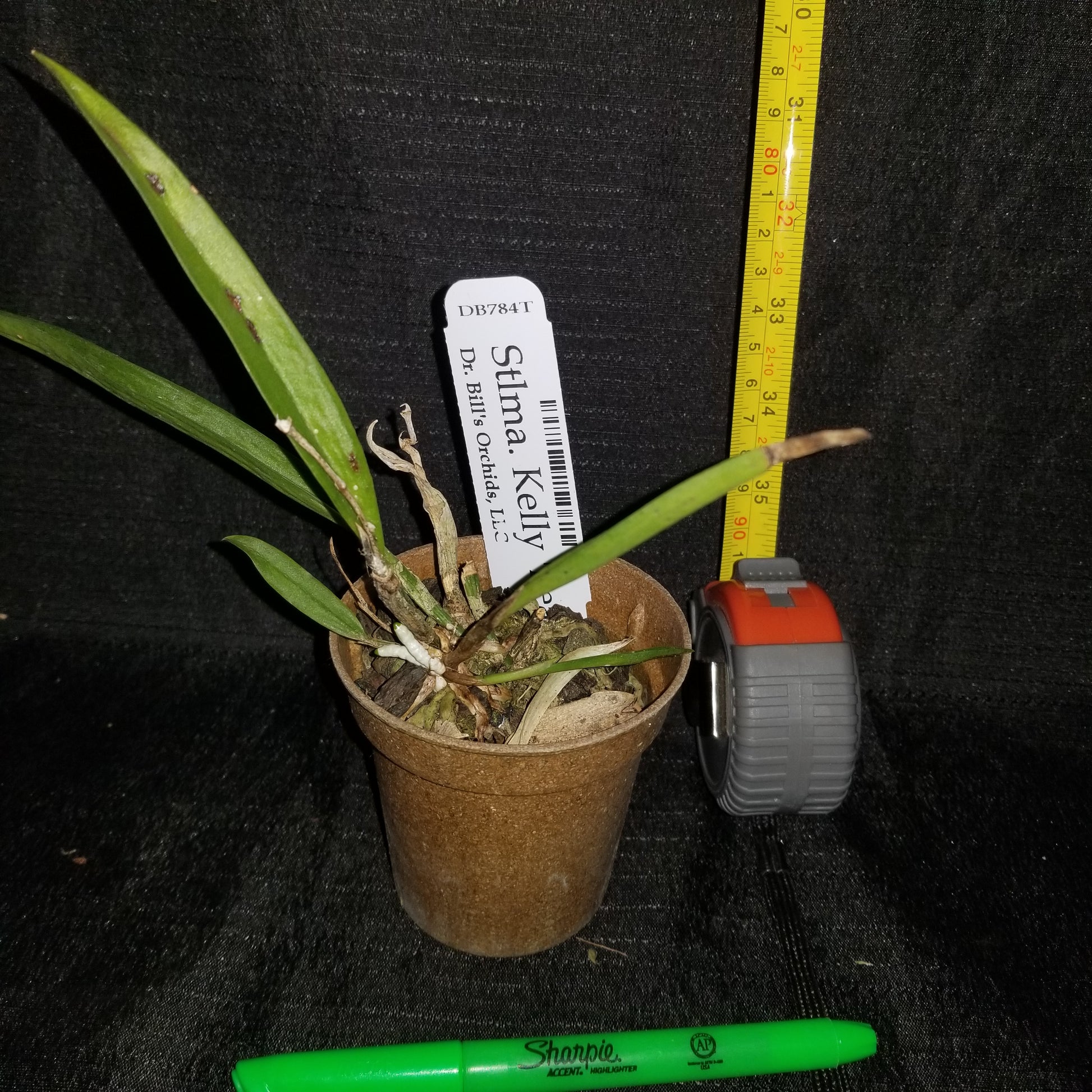 Stlma. Kelly 'Lea' - Dr. Bill's Orchids, LLC