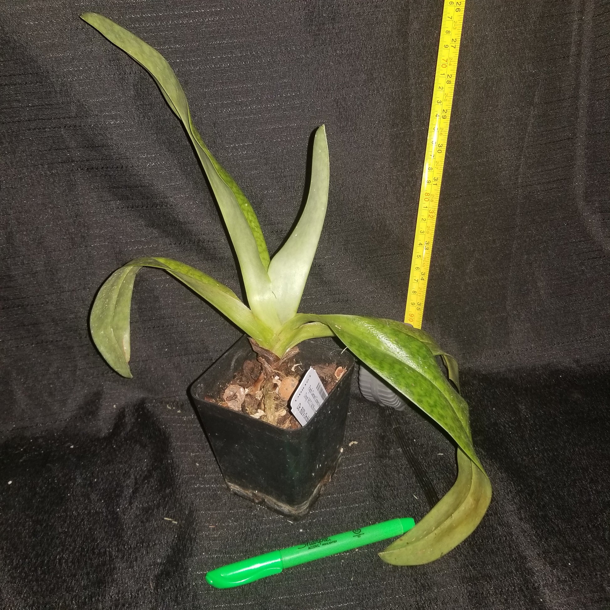 Paph Garnet Crown (wardii 'Chocolate Drop' HCC/AOS x rothschildianum 'Lisa') - Dr. Bill's Orchids, LLC