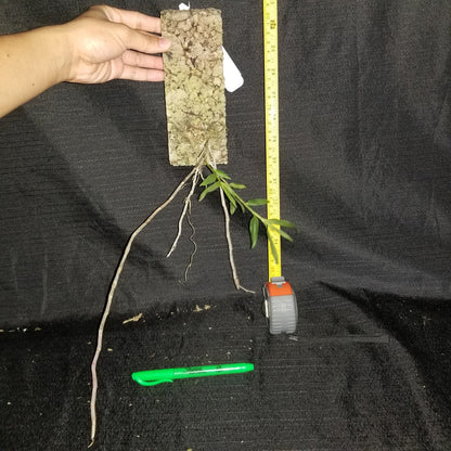 Dendrobium shixingense x sib - Dr. Bill's Orchids, LLC