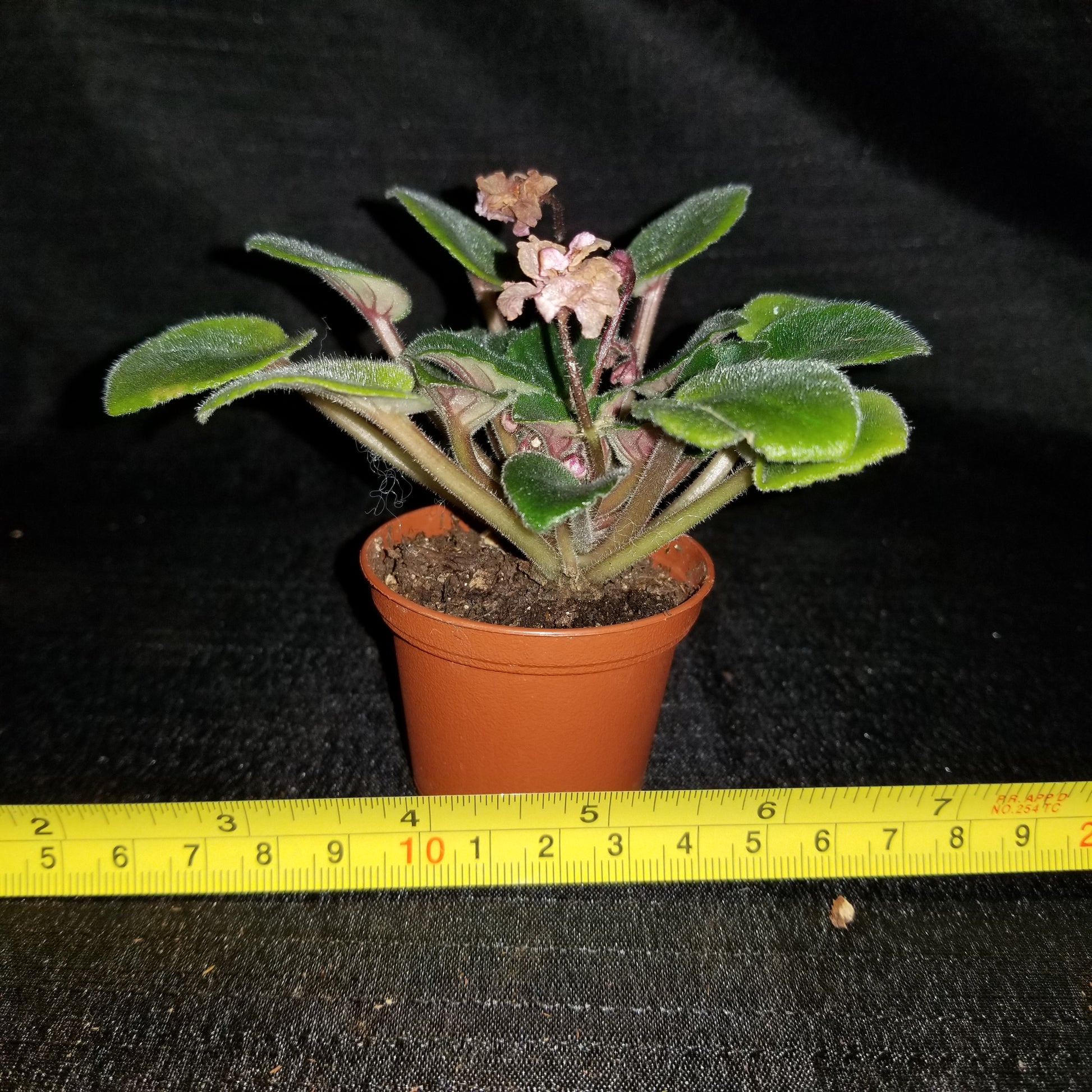 African Violet Rosy Pink - Dr. Bill's Orchids, LLC