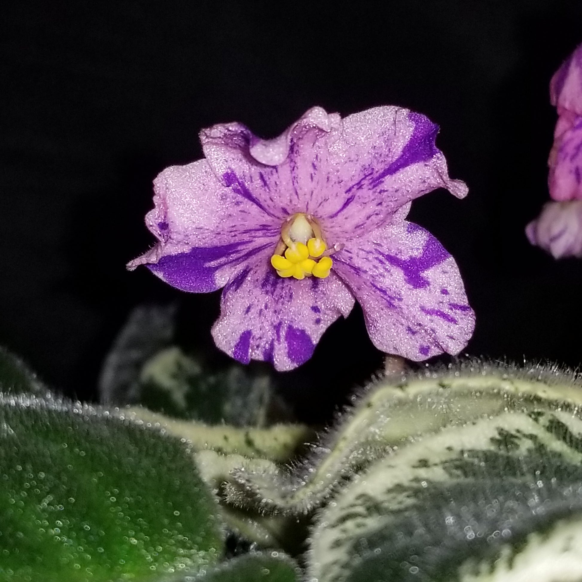 African Violet Buckeye Clownin' Around - Dr. Bill's Orchids, LLC