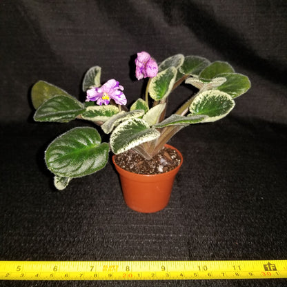 African Violet Buckeye Clownin' Around - Dr. Bill's Orchids, LLC