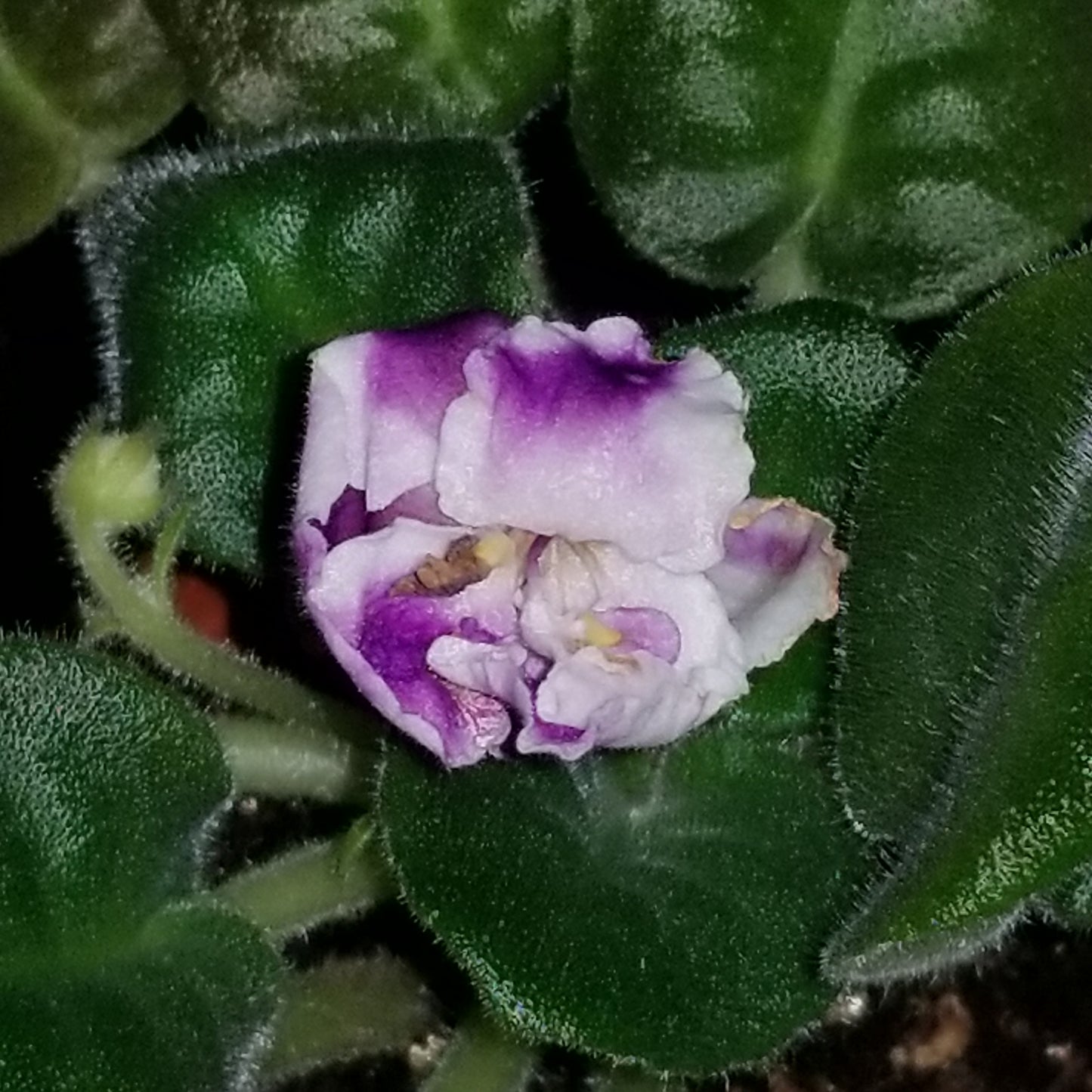 African Violet (AE-Orakul Sud x "Oracle Of Destiny") - Dr. Bill's Orchids, LLC