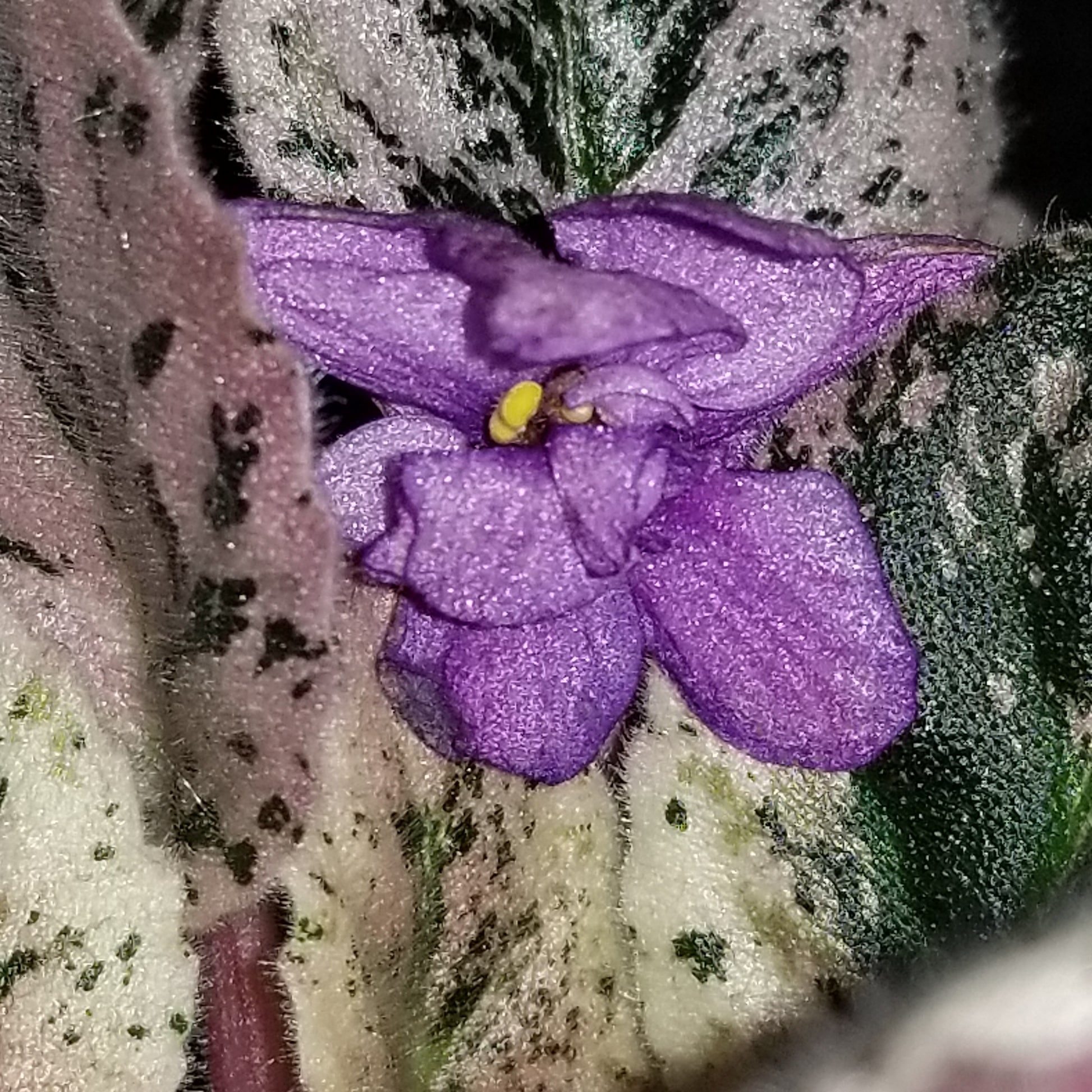 African Violet Fisherman's Paradise - Dr. Bill's Orchids, LLC