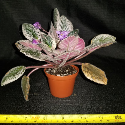 African Violet Fisherman's Paradise - Dr. Bill's Orchids, LLC