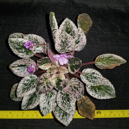 African Violet Fisherman's Paradise - Dr. Bill's Orchids, LLC