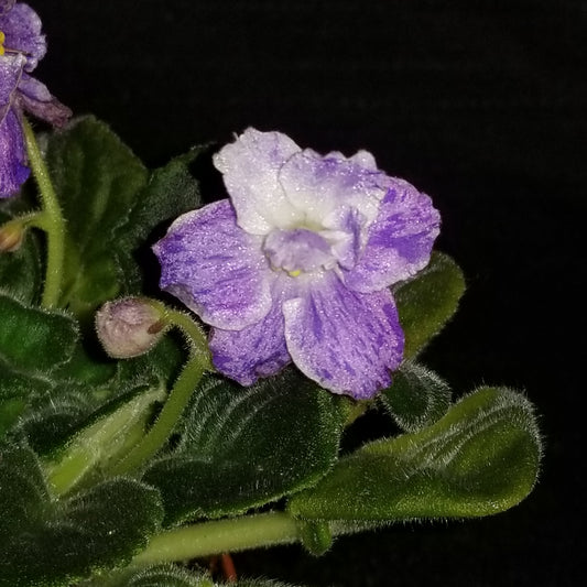 African Violet AE-Sinnii Motylek "Blue Moth" - Dr. Bill's Orchids, LLC