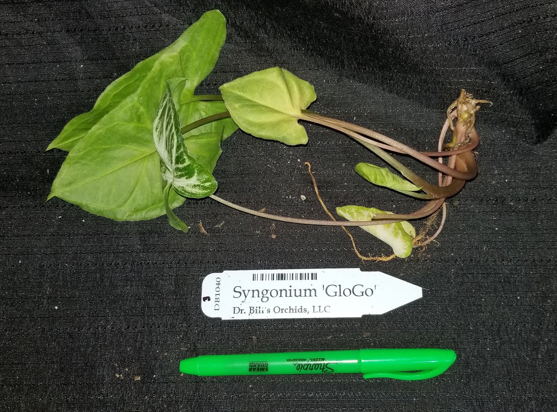 Syngonium 'GloGo' - Dr. Bill's Orchids, LLC
