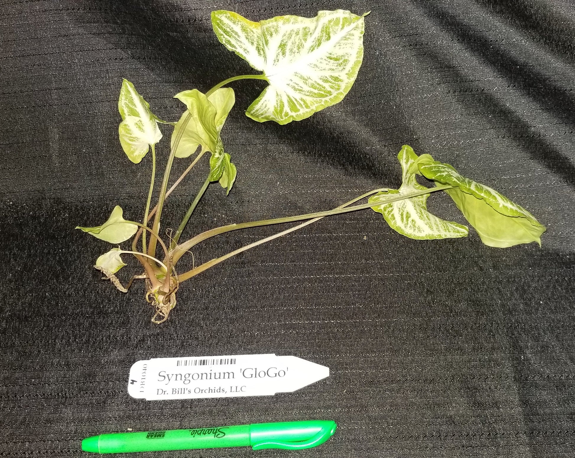 Syngonium 'GloGo' - Dr. Bill's Orchids, LLC