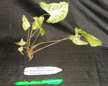 Syngonium 'GloGo' - Dr. Bill's Orchids, LLC