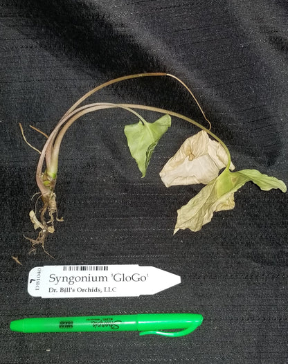 Syngonium 'GloGo' - Dr. Bill's Orchids, LLC