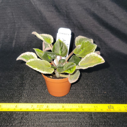 African Violet Vintage Wine - Dr. Bill's Orchids, LLC