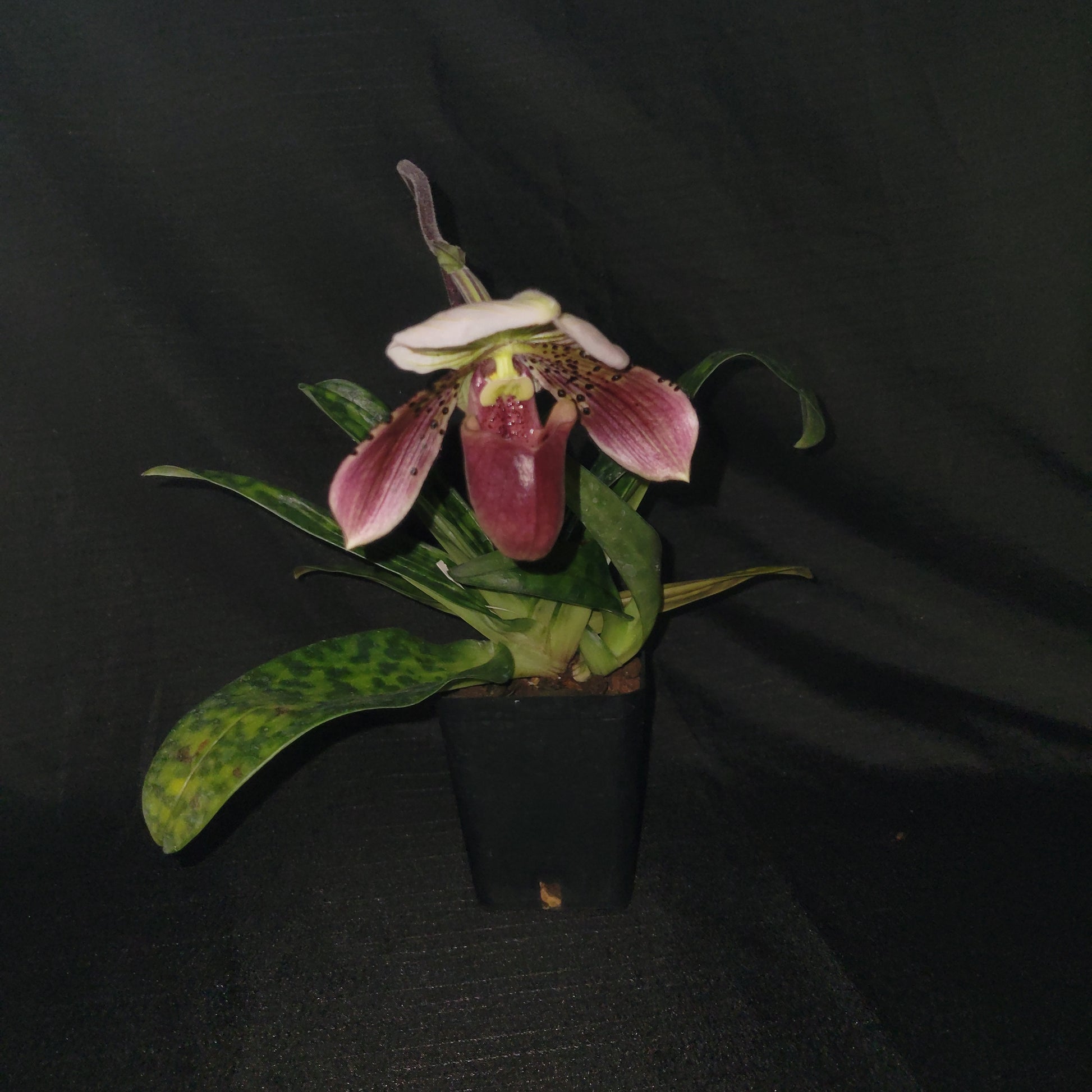 Paph Magical Presence - Dr. Bill's Orchids, LLC