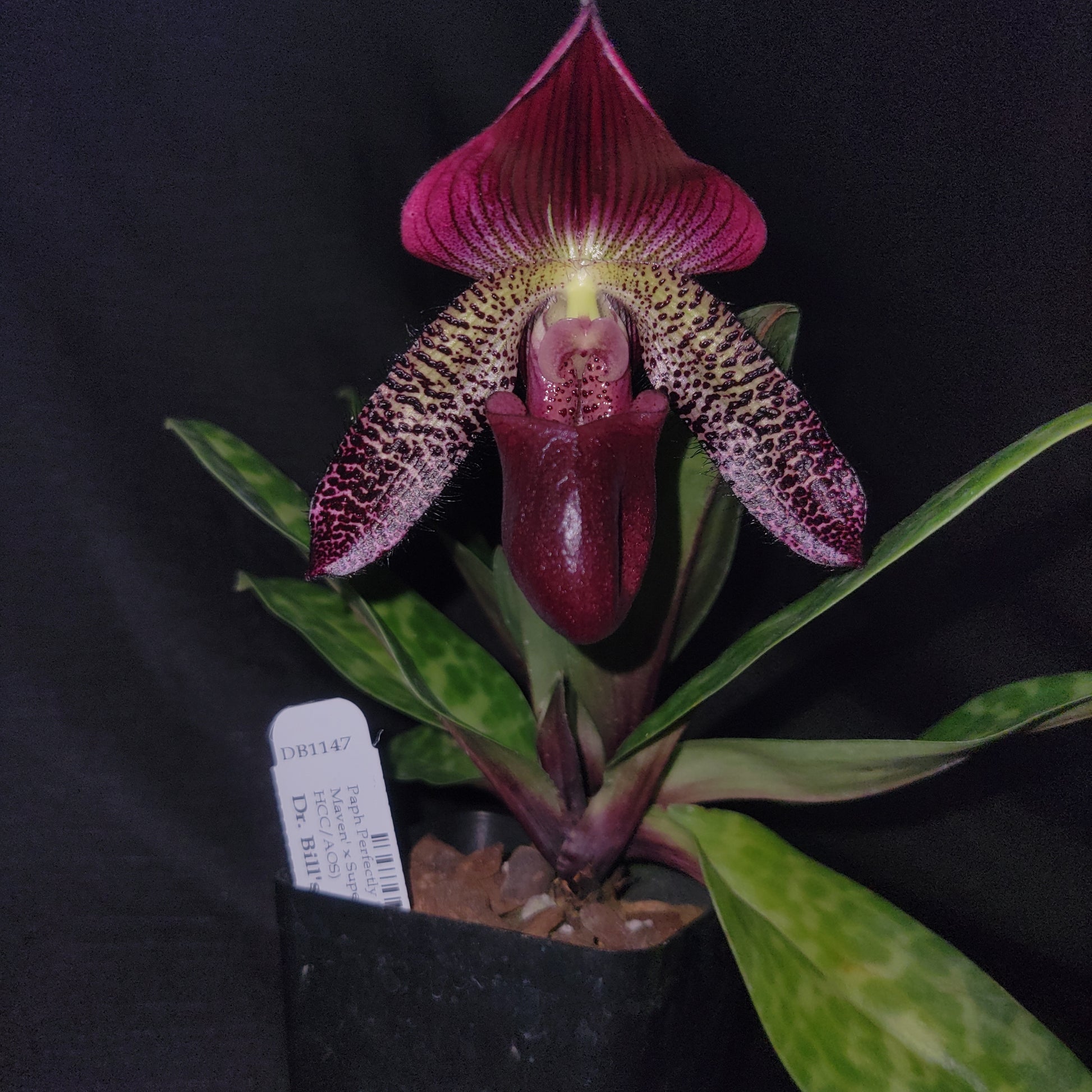 Paph Perfectly Superb - Dr. Bill's Orchids, LLC