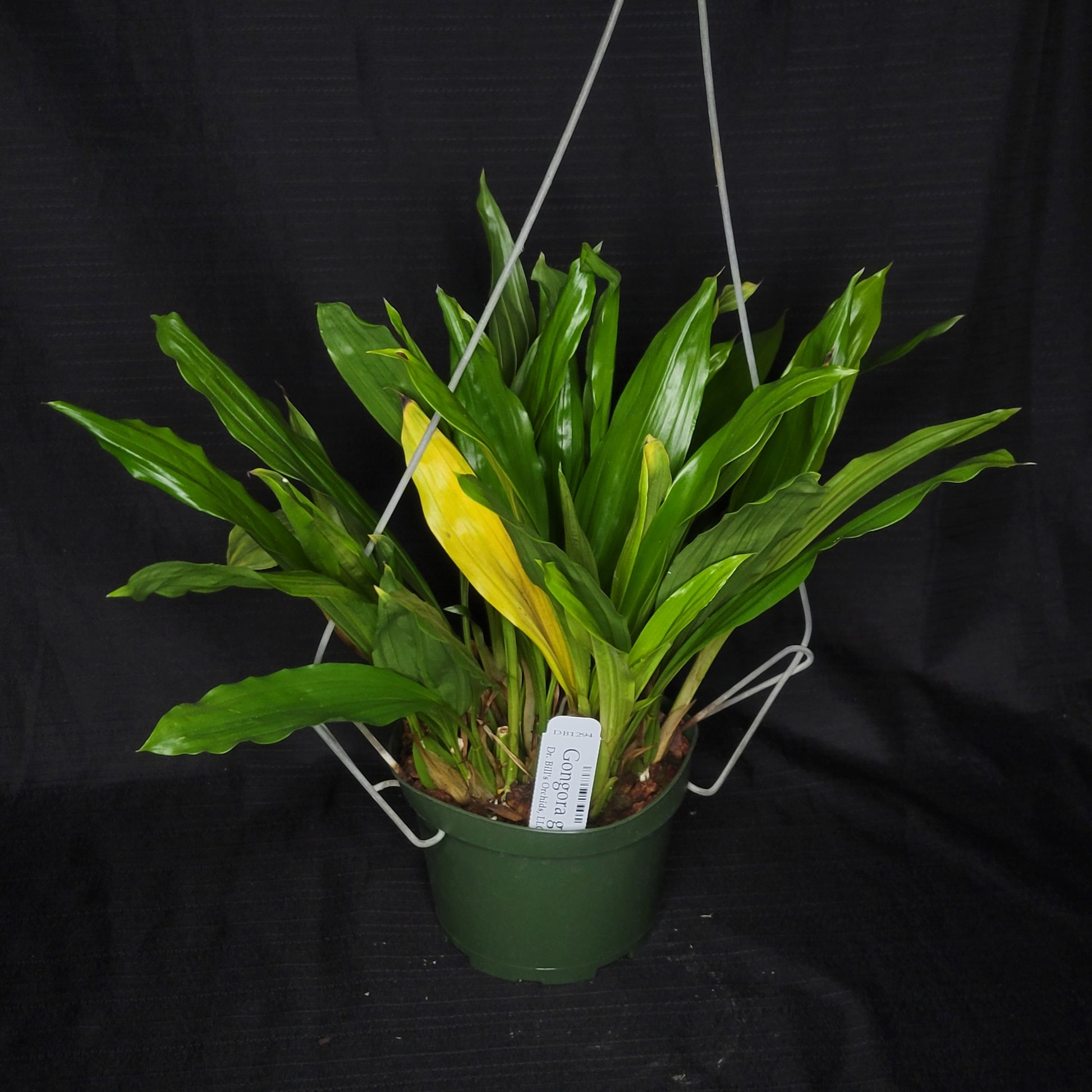Gongora grossa - Dr. Bill's Orchids, LLC