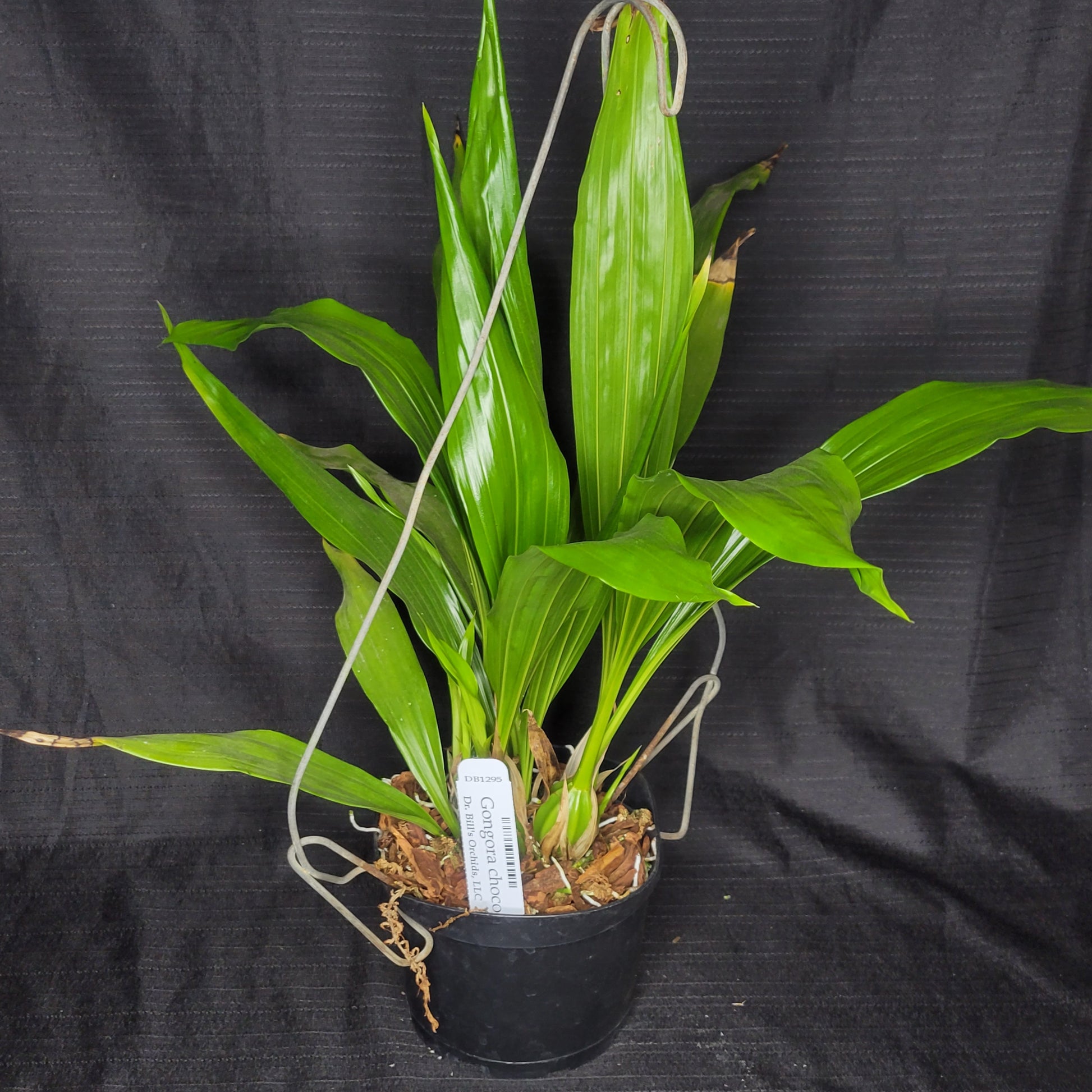 Gongora chocoensis - Dr. Bill's Orchids, LLC
