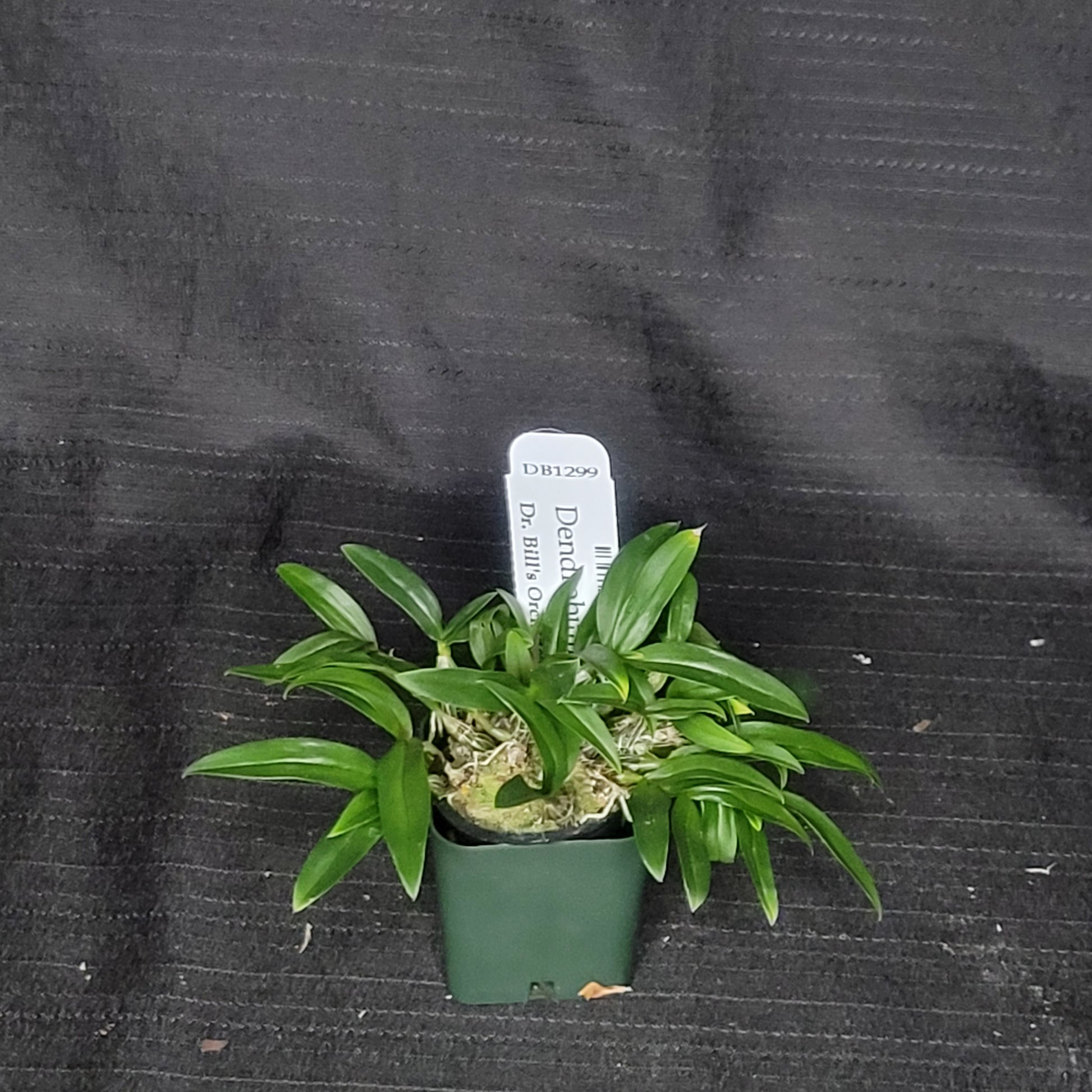 Dendrobium hekouense - Dr. Bill's Orchids, LLC