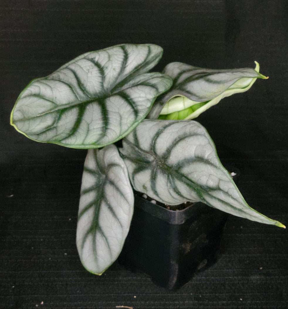 Alocasia baginda 'Silver Dragon' - Dr. Bill's Orchids, LLC