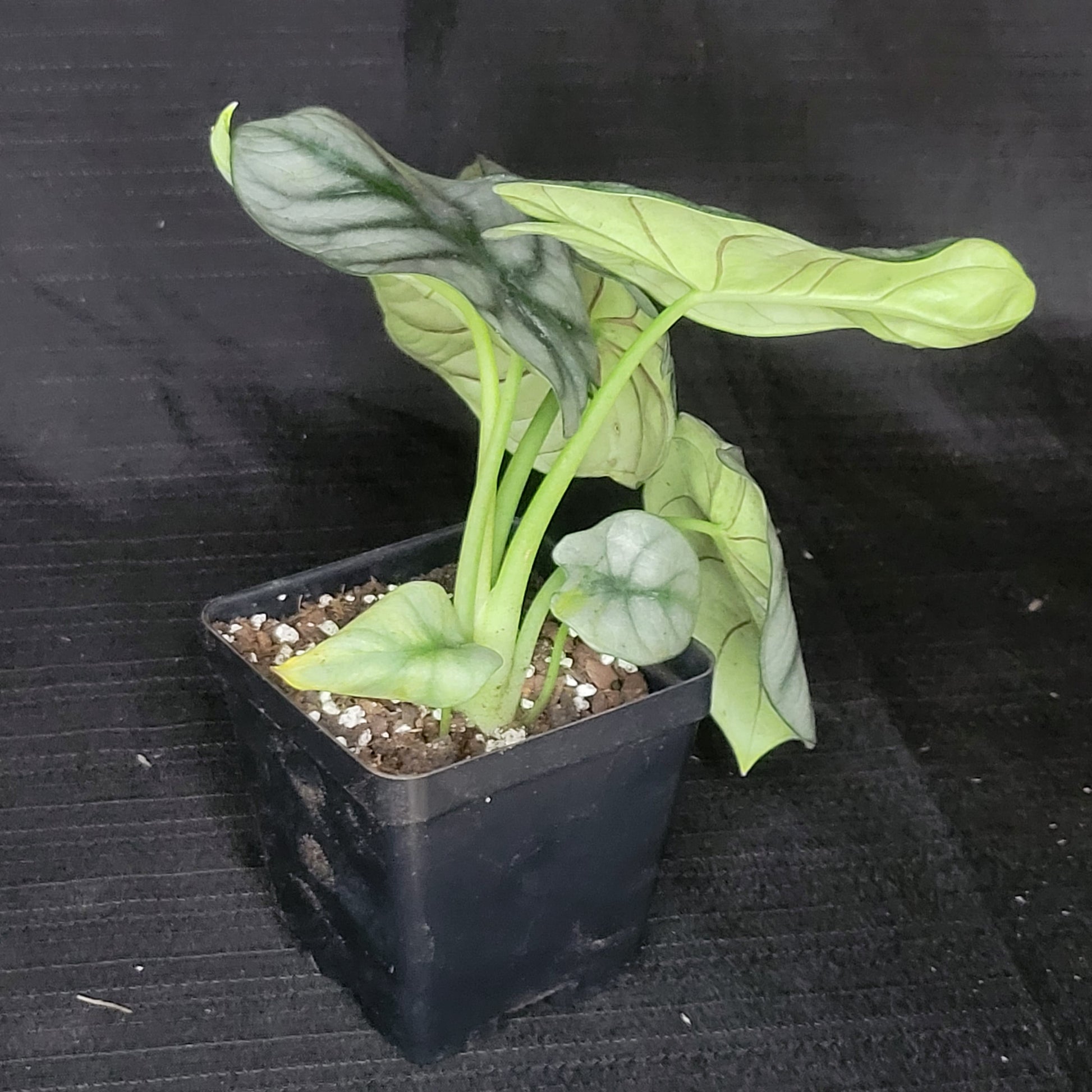 Alocasia baginda 'Silver Dragon' - Dr. Bill's Orchids, LLC