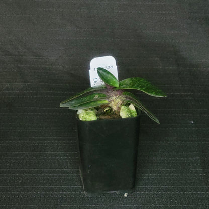 Paph Payakka Kodkod (thainum x concolor) - Dr. Bill's Orchids, LLC
