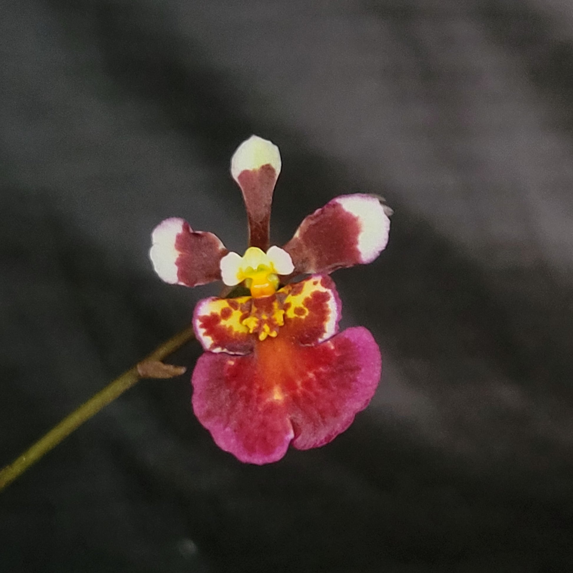 Tolumnia Jairak Flyer 'Brown Oak' - Dr. Bill's Orchids, LLC