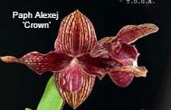Paph Alexej - Dr. Bill's Orchids, LLC