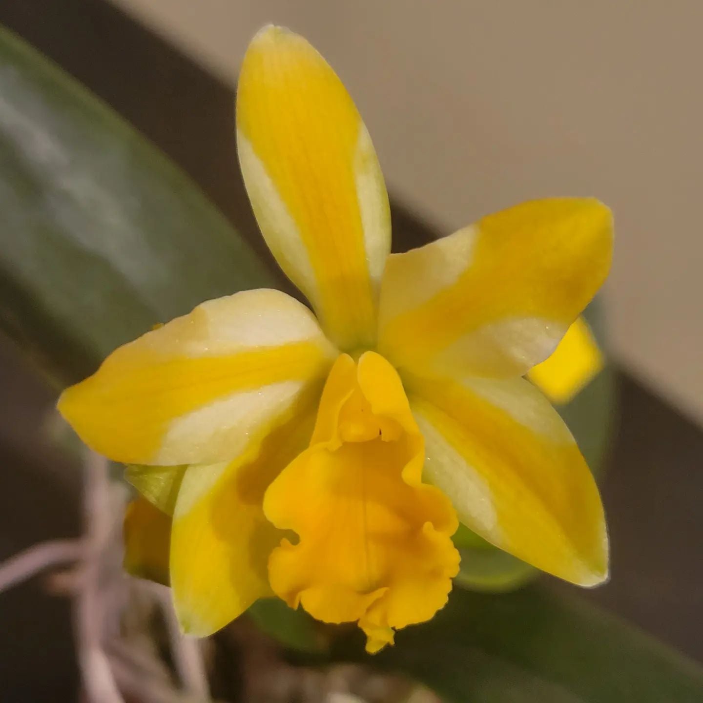Lc. Candy Corn 'Star of Hermana' - Dr. Bill's Orchids, LLC