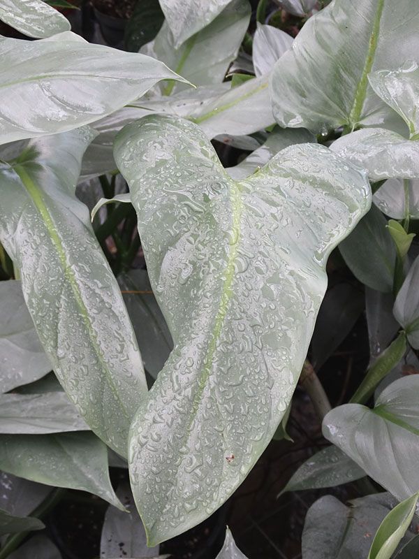 Philodendron hastatum - Dr. Bill's Orchids, LLC