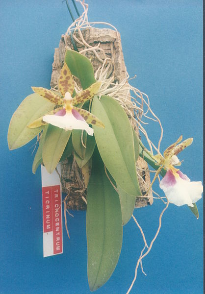 Trichocentrum tigrinum - Dr. Bill's Orchids, LLC