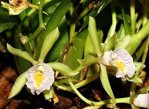 Cischweinfia dasyandra - Dr. Bill's Orchids, LLC