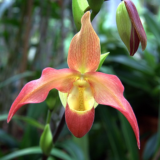 Phrag Eric Young (longifolium 'Waunakee' x besseae) - Dr. Bill's Orchids, LLC