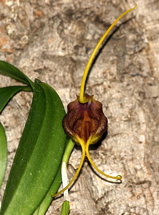 Masdevallia trochilus - Dr. Bill's Orchids, LLC