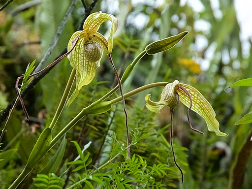 Phrag caudatum - Dr. Bill's Orchids, LLC