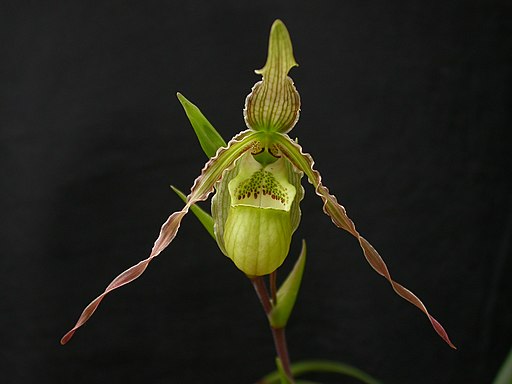 Phrag richteri - Dr. Bill's Orchids, LLC