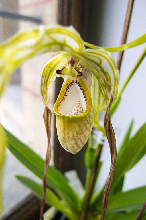 Phrag warszewiczianum (syn wallisii) - Dr. Bill's Orchids, LLC