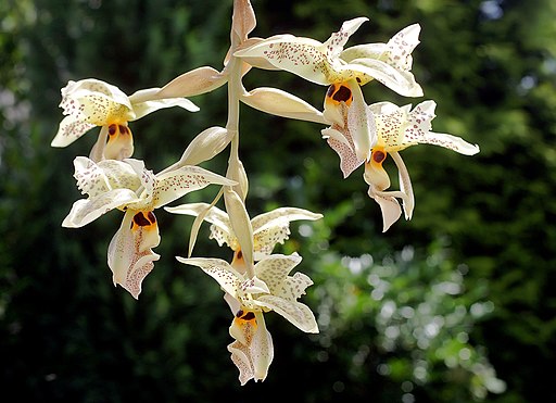 Stanhopea gibbosa - Dr. Bill's Orchids, LLC