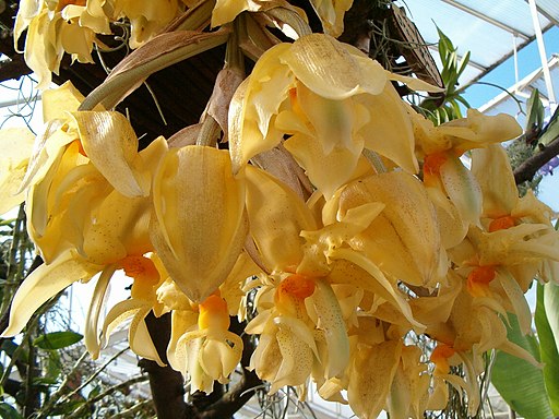 Stanhopea graveolens - Dr. Bill's Orchids, LLC