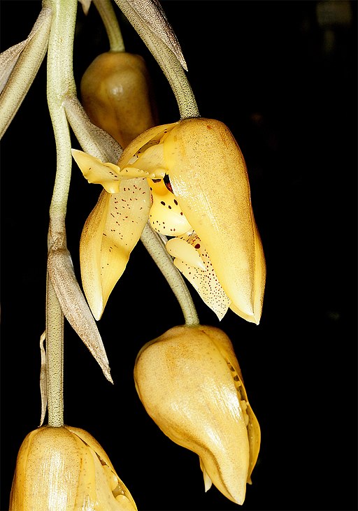 Stanhopea nigripes - Dr. Bill's Orchids, LLC