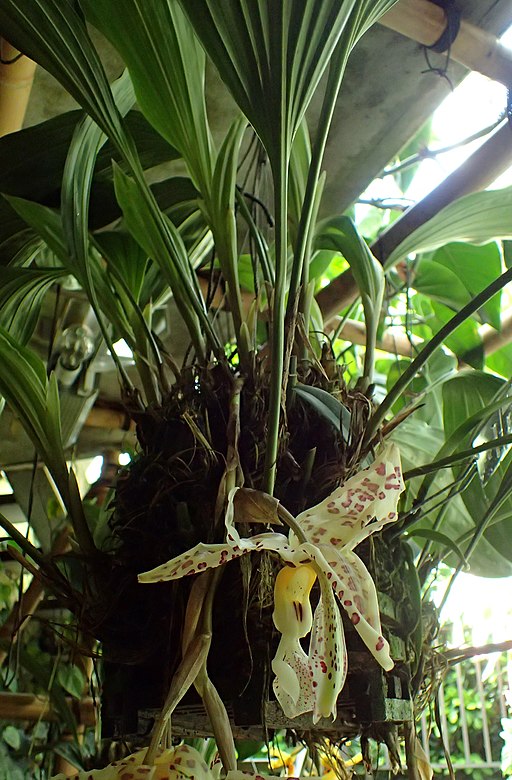 Stanhopea oculata - Dr. Bill's Orchids, LLC