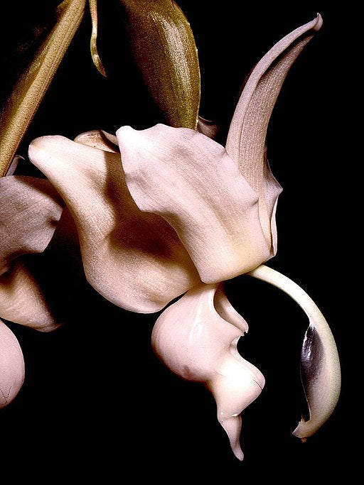 Stanhopea reichenbachiana - Dr. Bill's Orchids, LLC
