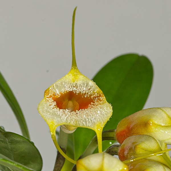 Masedevallia strobelii - Dr. Bill's Orchids, LLC