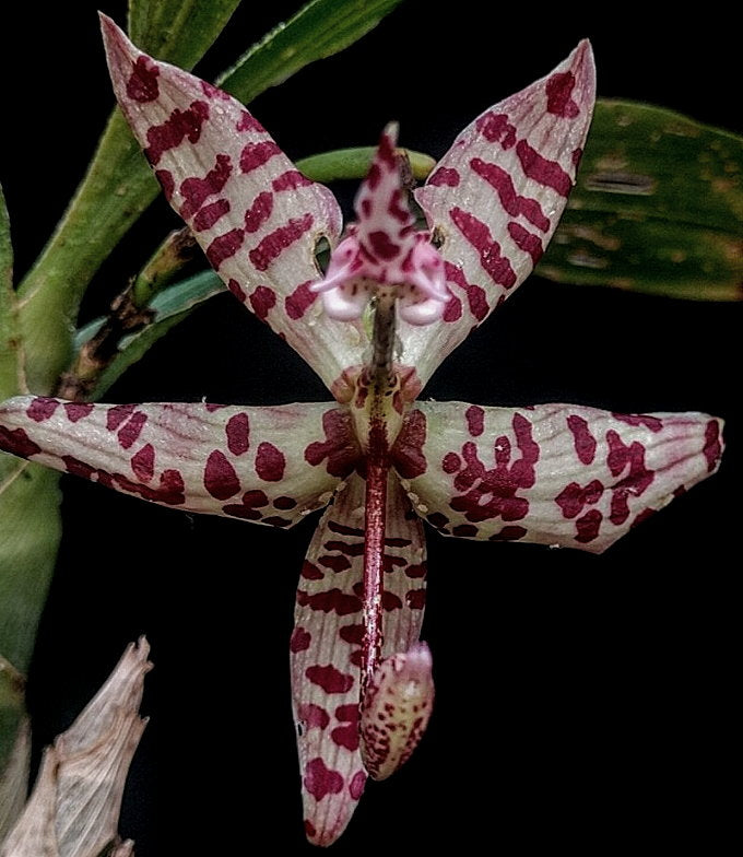 Cycnoches pentadactylon - Dr. Bill's Orchids, LLC