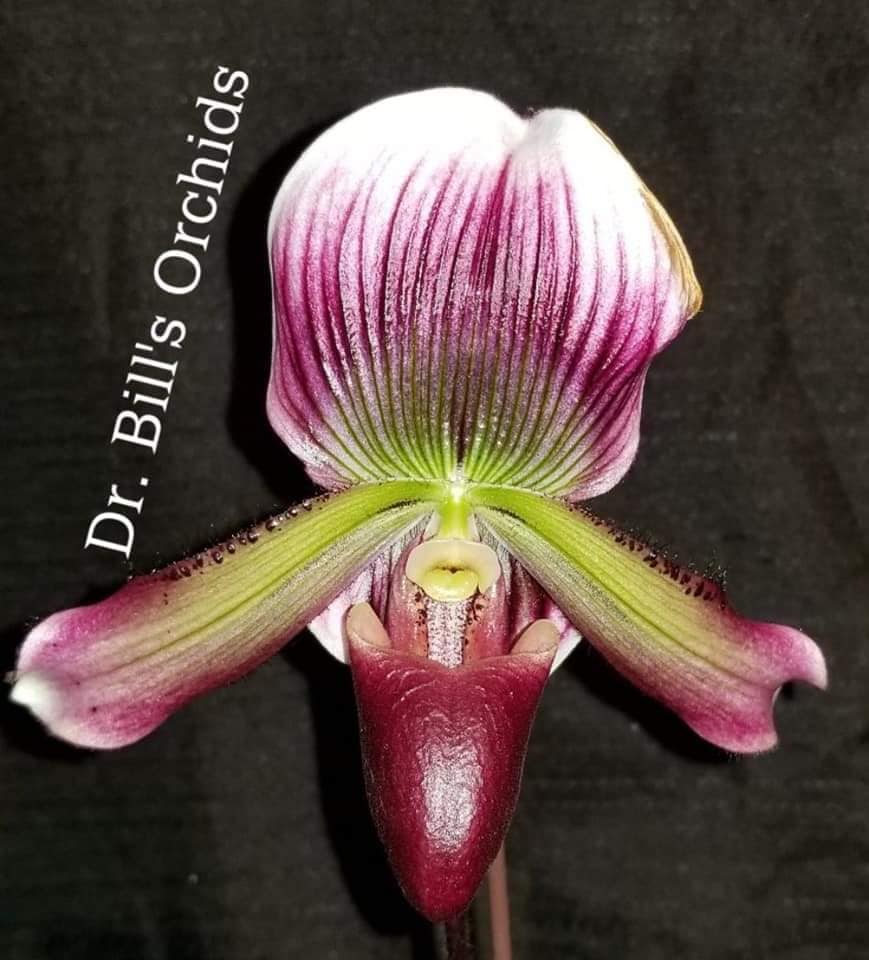 Paph Magic Cherry - Dr. Bill's Orchids, LLC