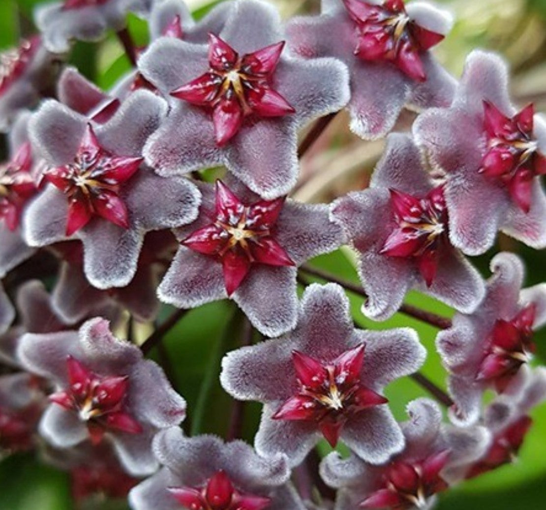 Hoya publicalyx 'Royal Hawaiian Purple' - Dr. Bill's Orchids, LLC